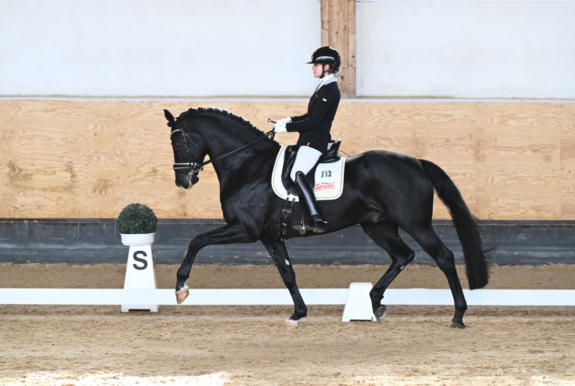 Sporttest in München: Körsieger Dream Royal siegt einmal mehr
